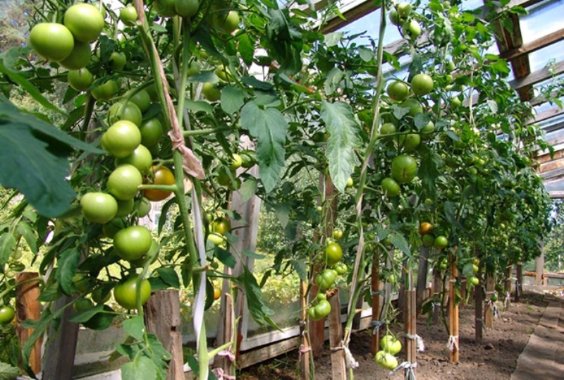 kamatis sa mga greenhouse