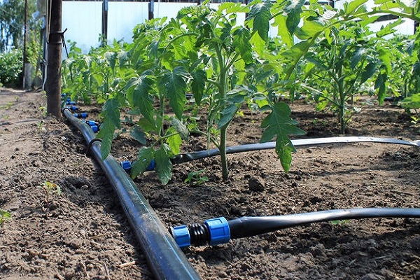 Tomaten im Freiland gießen