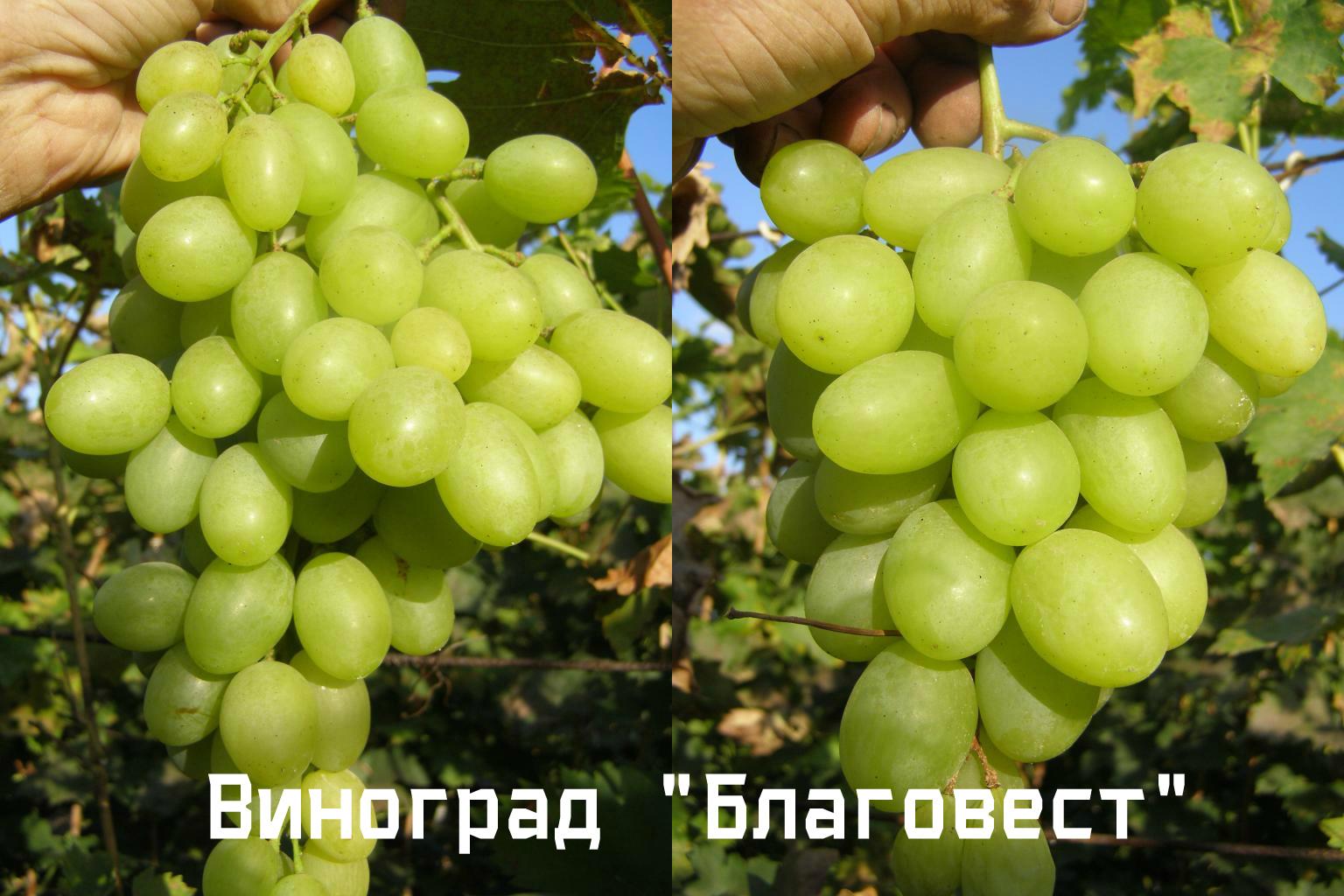 Blagovest grapes