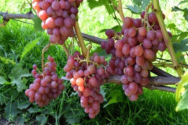 uvas brillantes