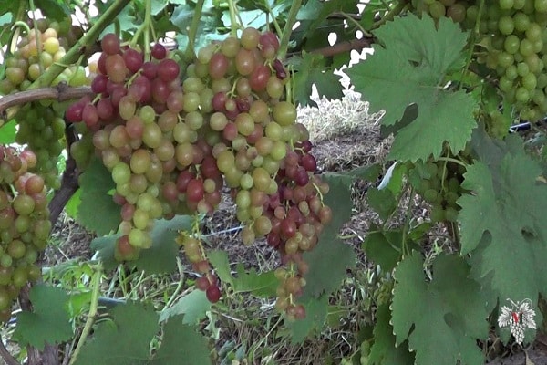 Descripción y características, ventajas y desventajas de las uvas Blestyashchy, cultivo.