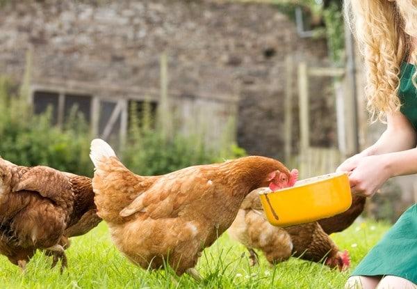 feeding chickens