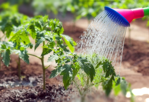 regar tomates en el jardín