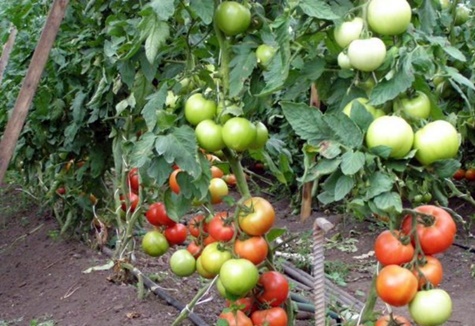 buissons de tomates Ekaterina