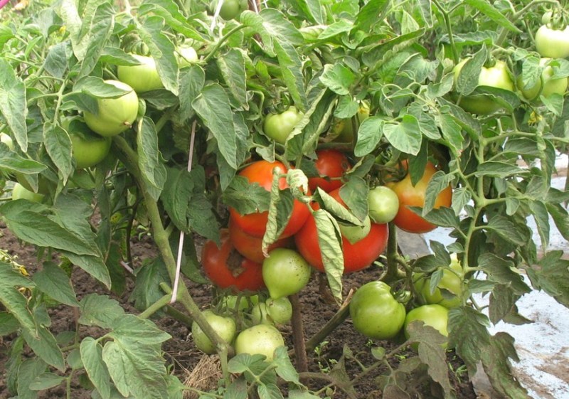 Tomaten anbauen