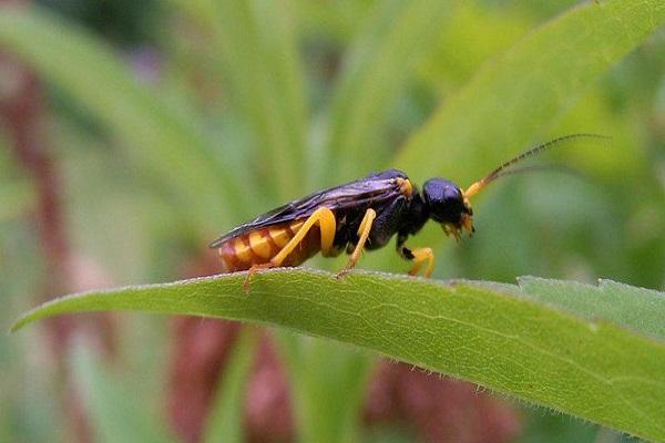 mosca de serra de la pruna