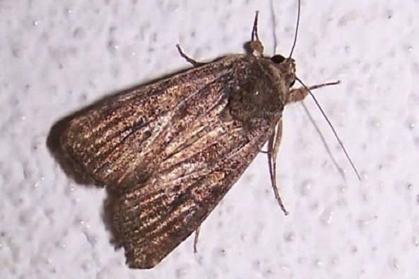 silangang codling moth