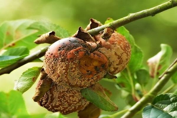 berry blight 