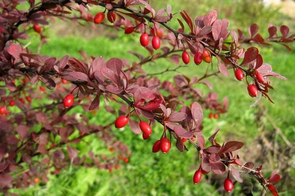 berberis bär 