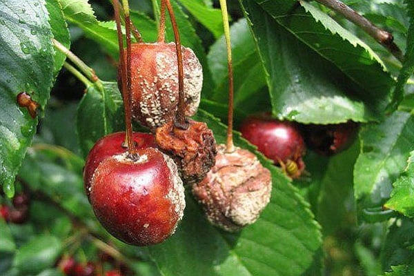 nabubulok na mga berry