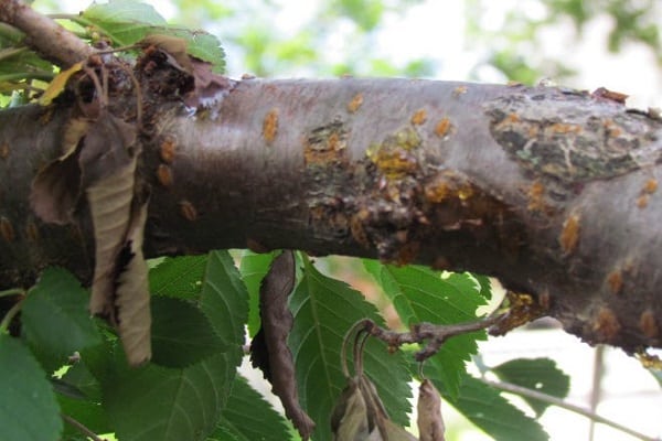 fluxo de goma de cereja