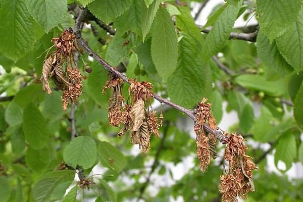 doenças das árvores