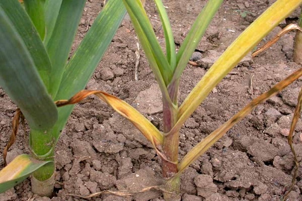 fusarium of garlic