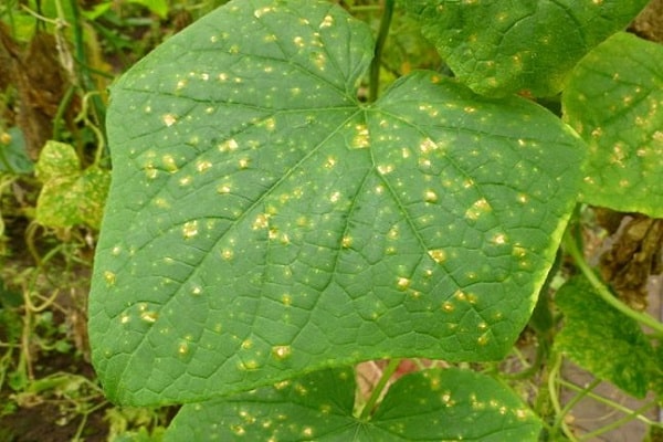 cucumber mosaic