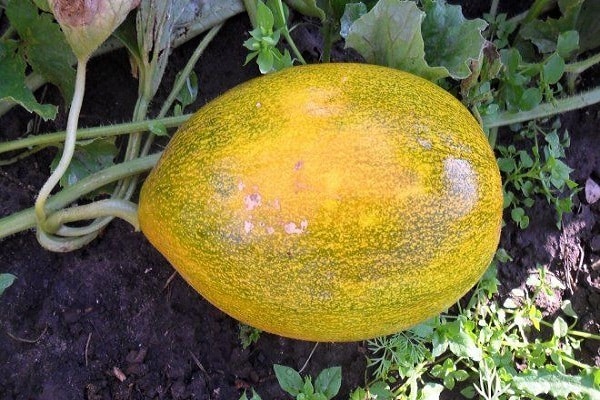 antracnozes melone