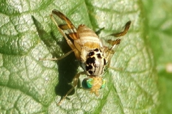  mosca del melón