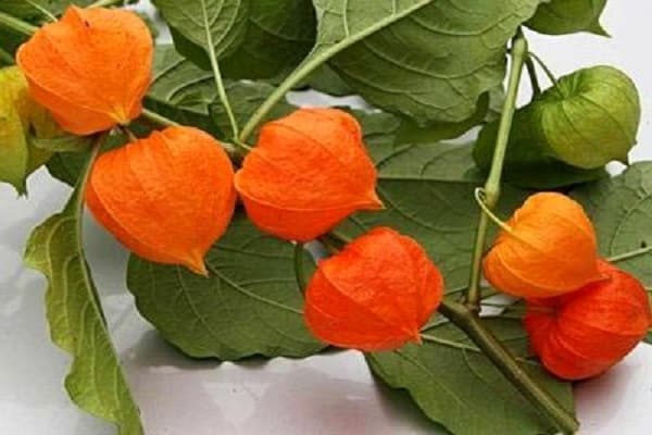 Krankheiten bei Physalis