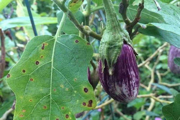 Entwicklung von Alternaria