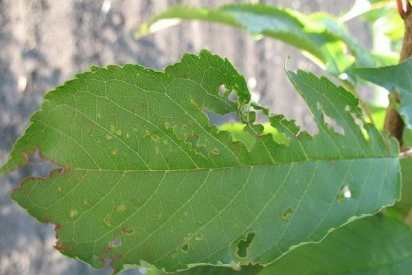 cercospora foltok 