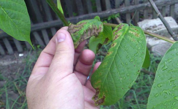 damaged leaves