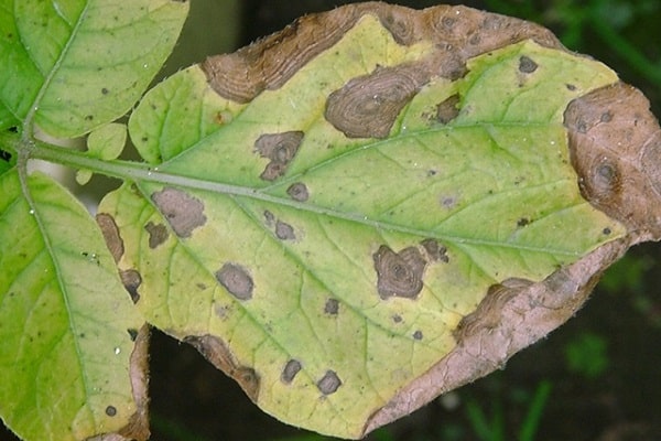 antracnose de batata