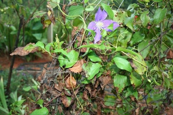 fusarium lapu plankumainība 