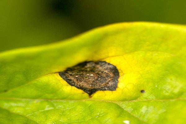 septoria leaf blight 