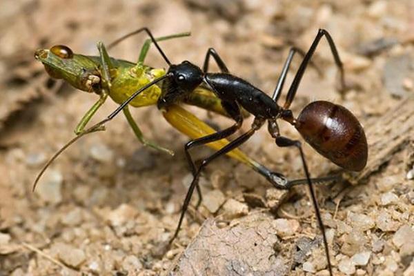 mravenčí bitva 
