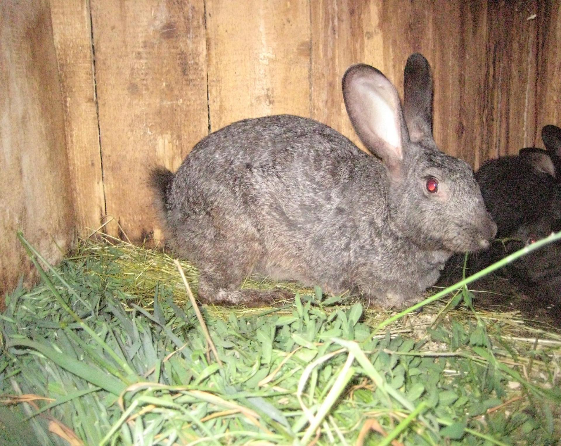 grass for rabbit