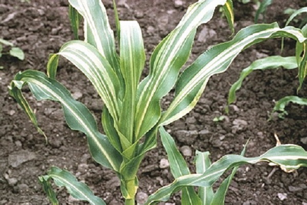 corn helminthosporiosis