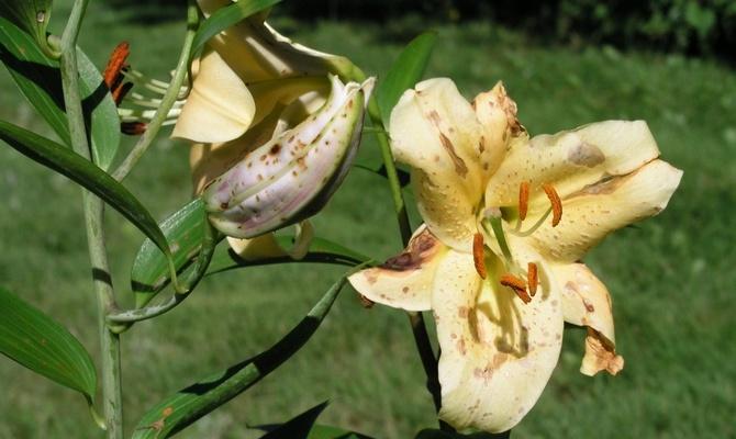 Liliom betegségek Fusarium