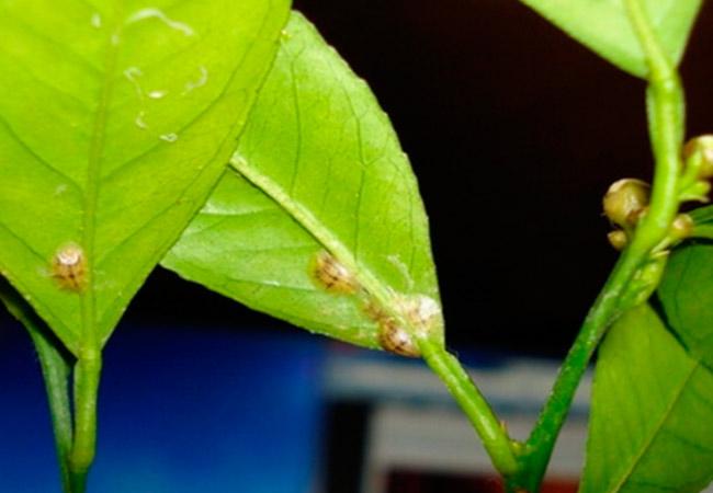 citrus canker