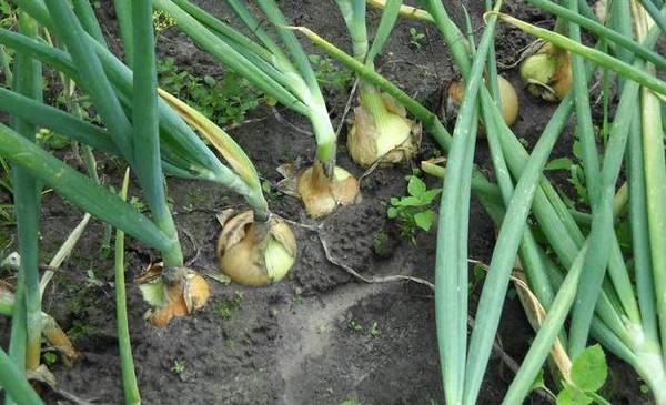 Zwiebelkrankheit im Garten