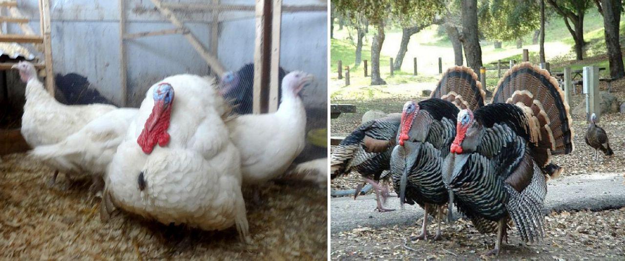 raising turkeys