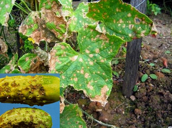 Alternaria blight of cucumber in open ground