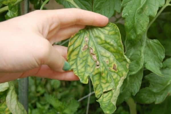 getting rid of cucumbers