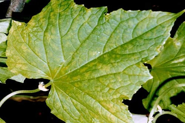 peronosporozes simptomi