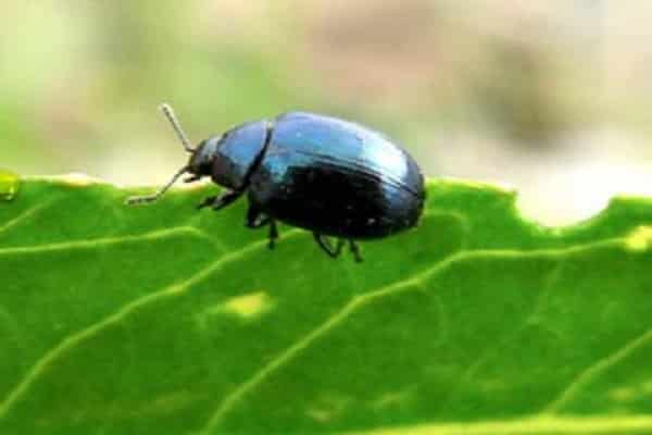 Soybean leaf beetle