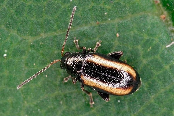 black-striped flea beetle