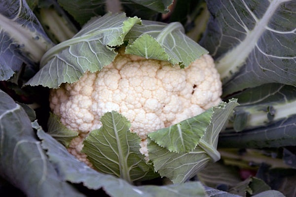 lesions on cabbage