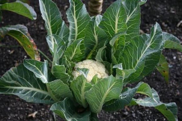 growth of heads of cabbage