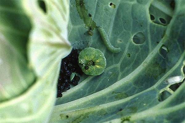 tobacco leaves