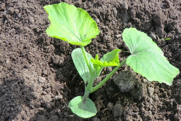 Wassermelonen und Zucchini