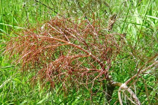 récipients pour plantes