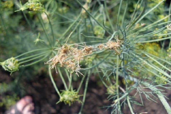 caractéristiques de la cercospora