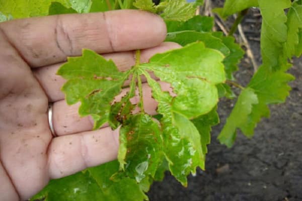 afeta plantas