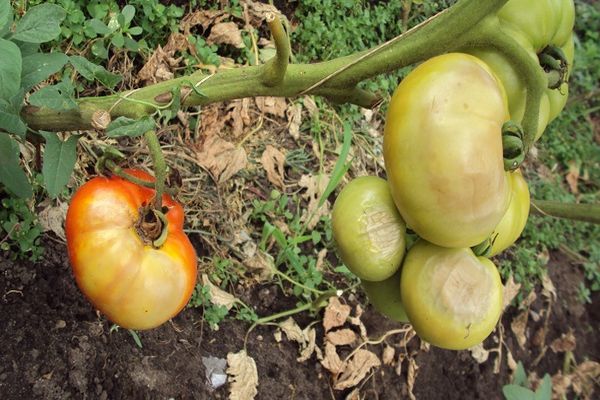 tomato diseases