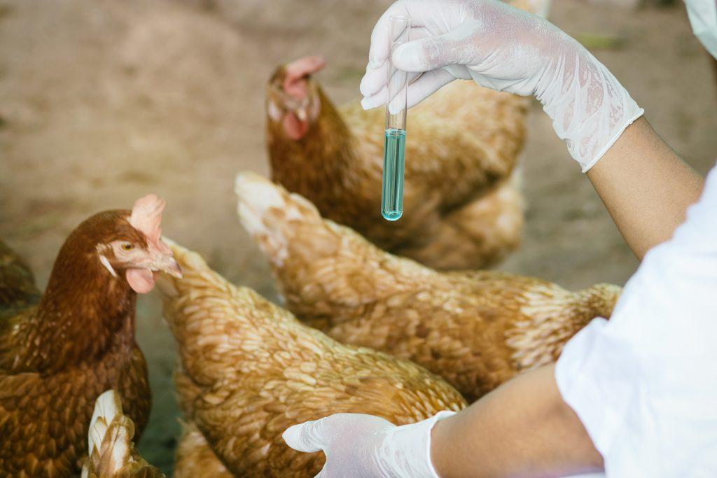 diseases of laying hens Heteracidosis