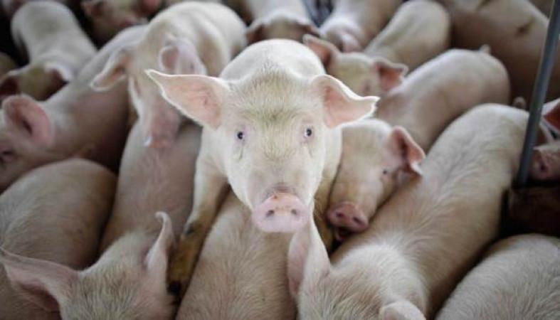 swine salmonellosis