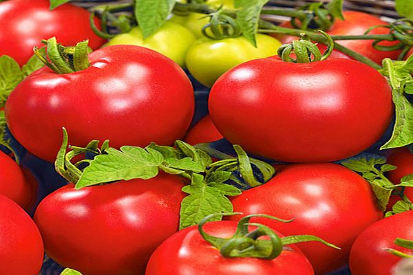 Popis odrůdy rajčat Bolivar F1, její vlastnosti a výnos